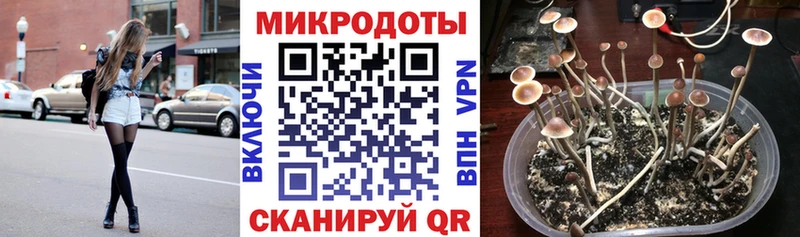 Псилоцибиновые грибы Cubensis  Элиста 